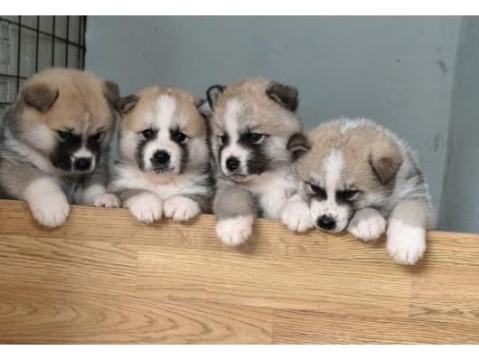 Stenci Akita Inu (Japanska Akita)